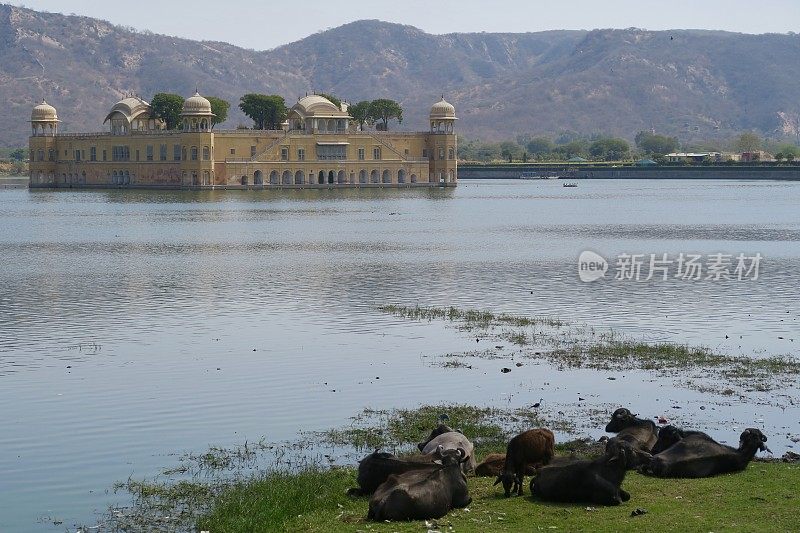 印度北部拉贾斯坦邦斋浦尔的曼萨加尔湖，Jal Mahal(水宫)和奶牛躺在岸边